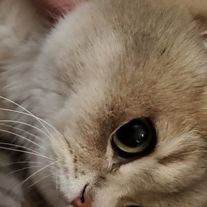 Meet your Posher, Yun